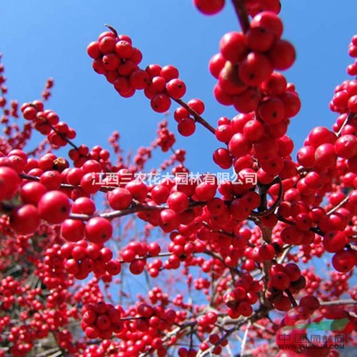 江西三農(nóng)首推歐洲紅果冬青  紅果冬青小苗批發(fā)100%純正 