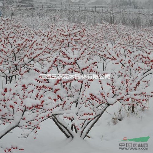 2016年紅果冬青最新價(jià)格 美國紅楓小苗批發(fā) 紅果冬青圖片