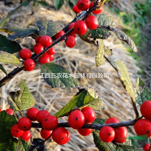 2016年紅果冬青最新價(jià)格 美國紅楓小苗批發(fā) 紅果冬青圖片