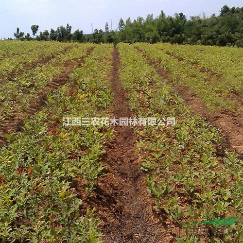 娜塔櫟哪里有？娜塔櫟價格 娜塔櫟小苗批發(fā) 柳櫟新品種