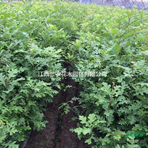 娜塔櫟哪里有？娜塔櫟價格 娜塔櫟小苗批發(fā) 柳櫟新品種