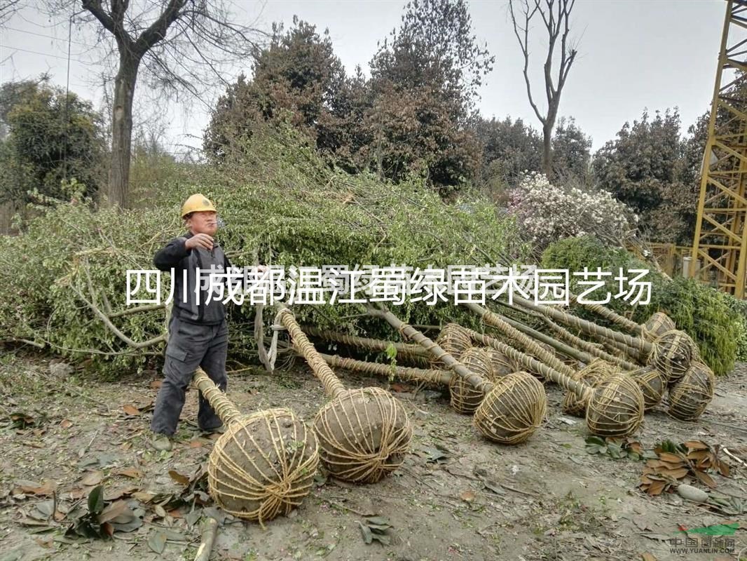 垂絲海棠/有腸花/思鄉(xiāng)草/楊貴妃/象征游子思鄉(xiāng)，表達離愁別緒