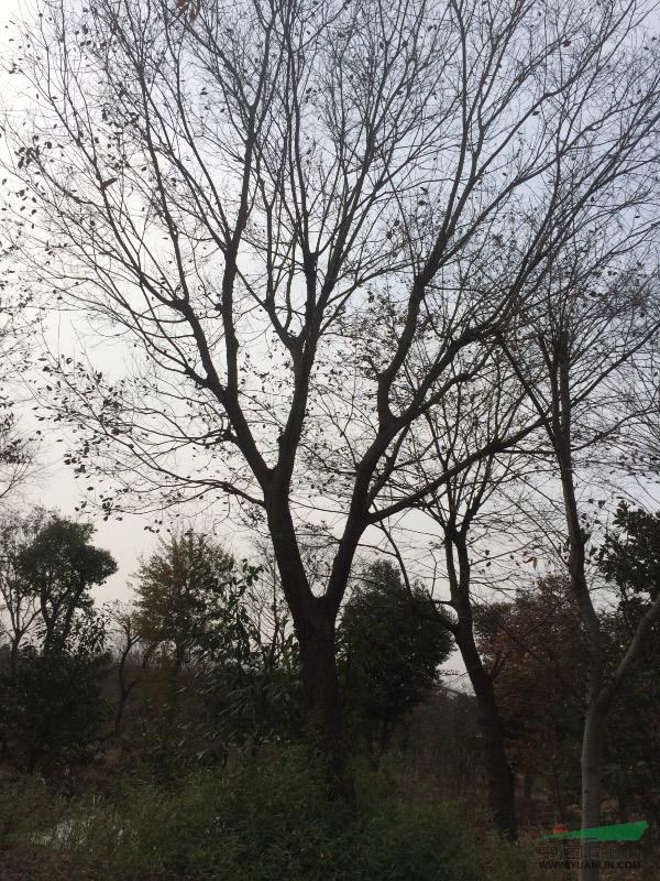 全國供應雪松，樸樹，櫸樹，高桿女貞等