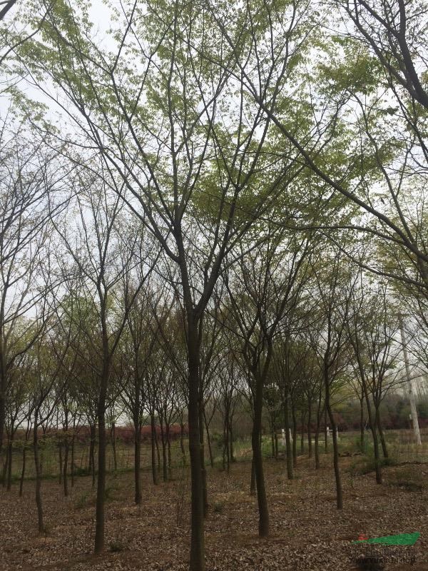 全國供應雪松，樸樹，櫸樹，高桿女貞等