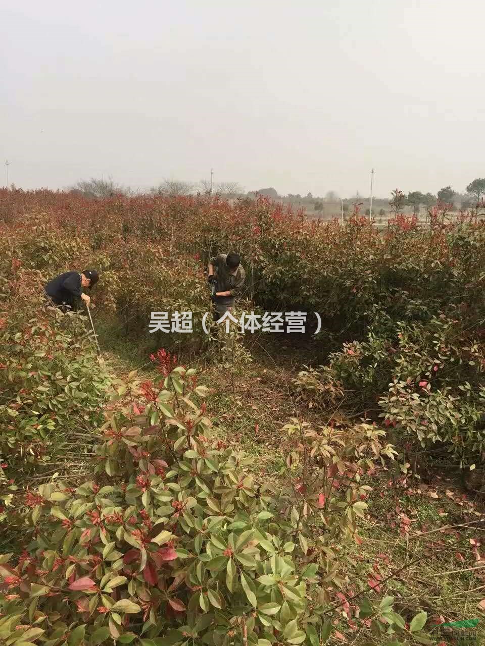 供應(yīng)大批量紅葉石楠 枇杷苗 有需要聯(lián)系