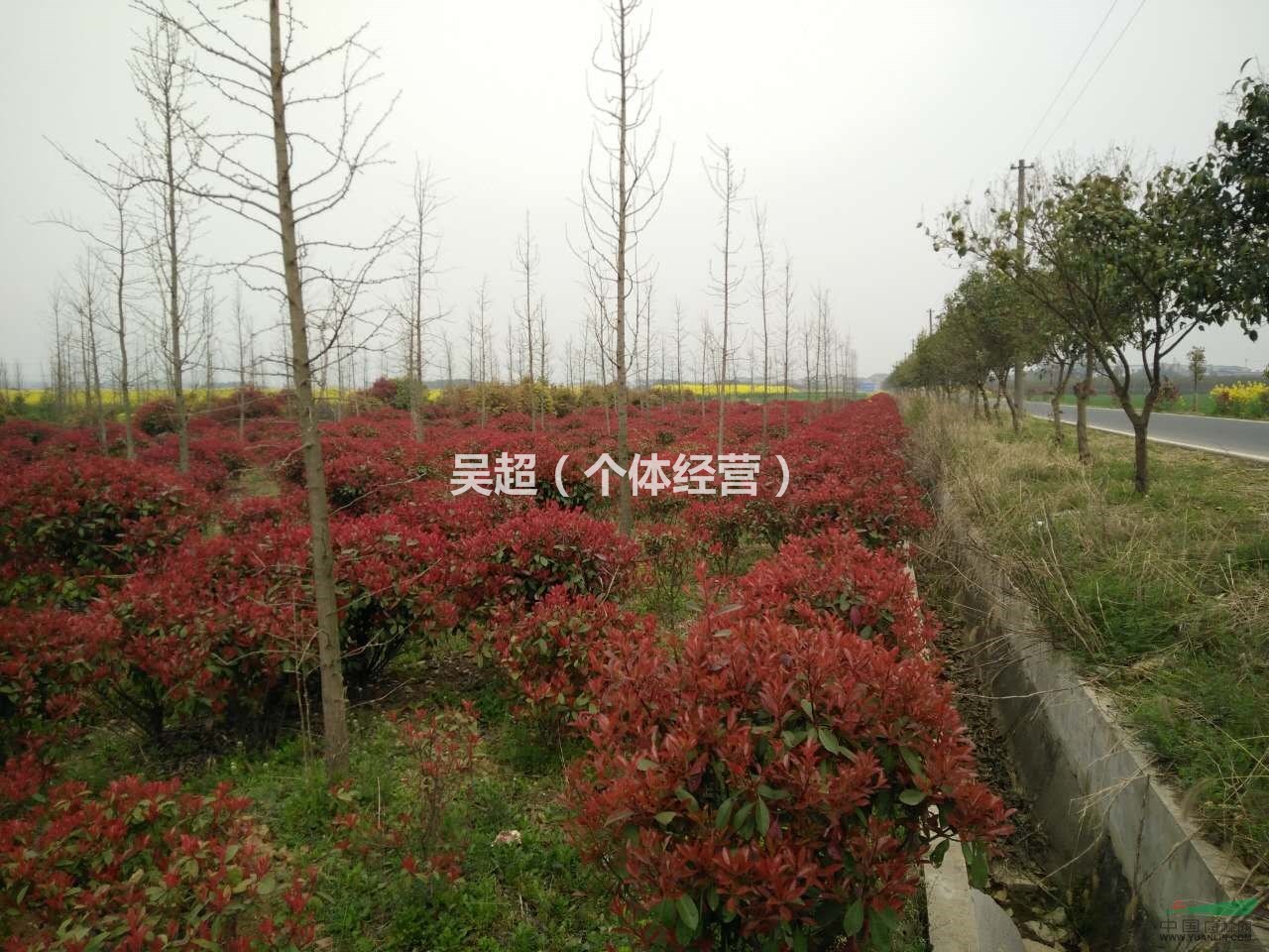 供應(yīng)大量1.5米-3米的紅葉石楠球