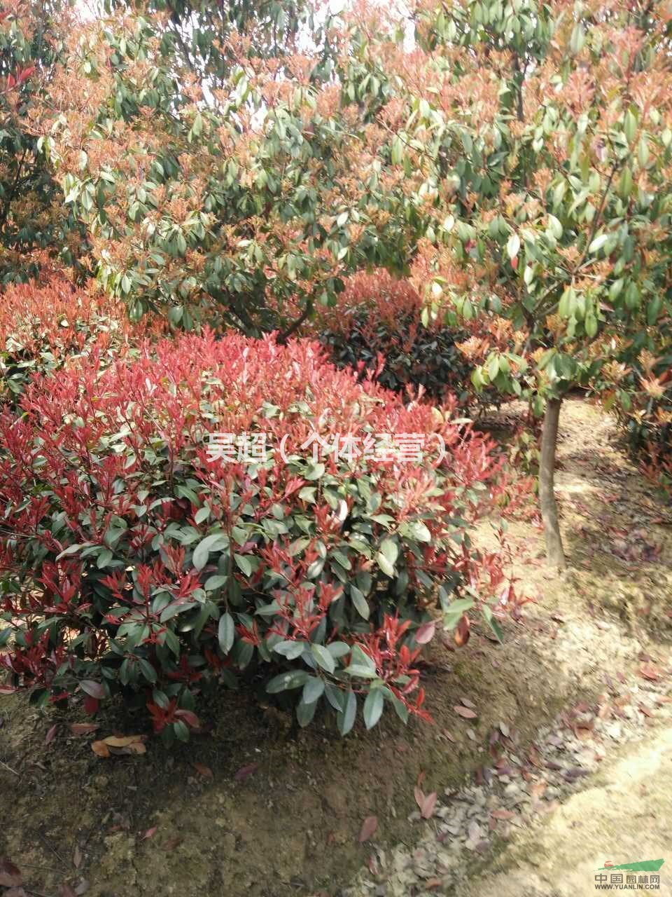 供應(yīng)大量1.5米-3米的紅葉石楠球