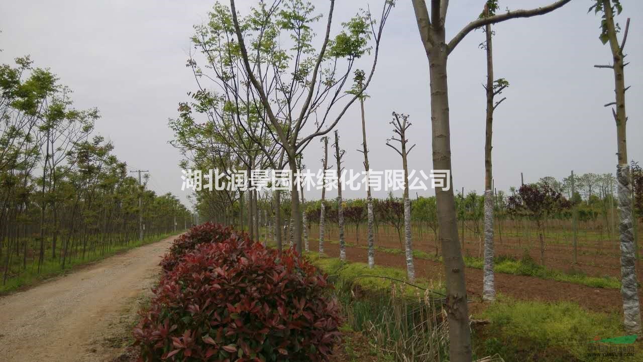 湖北 全冠欒樹10-12-14公分