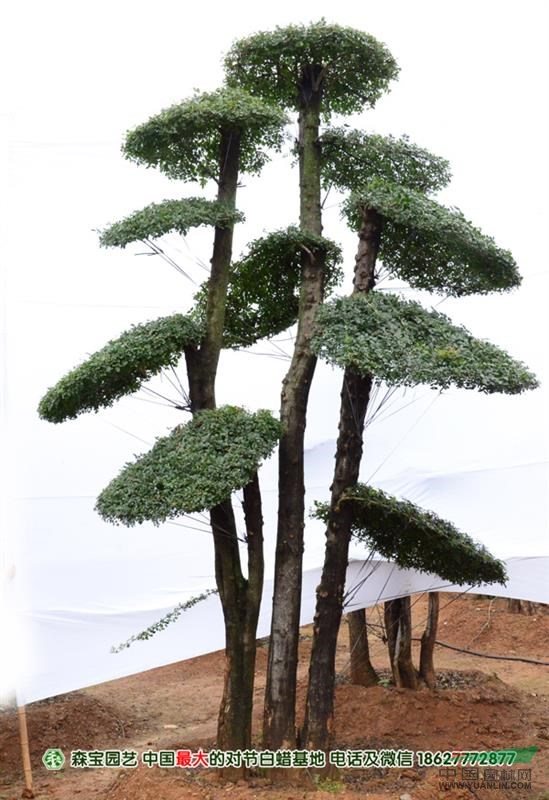 對節(jié)白臘景觀樹