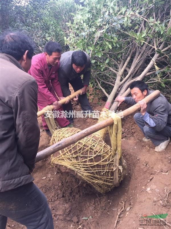 桂花 桂花树 安徽桂花 滁州桂花  桂花价格