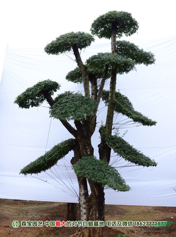對(duì)節(jié)白蠟造型樹.京山產(chǎn)地直銷.價(jià)格最低