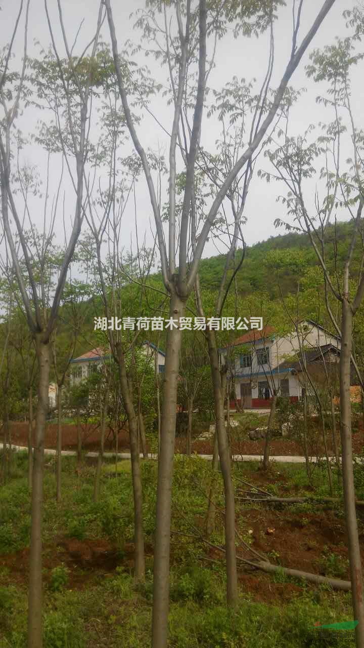 大量供應(yīng)精品欒樹，量大價優(yōu)