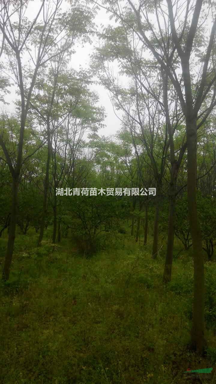 大量供應(yīng)精品欒樹，量大價優(yōu)