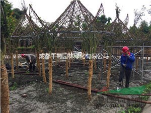 紫薇牌坊 紅花紫薇 紫薇造型編織 紫薇基地 川派最強植物造型