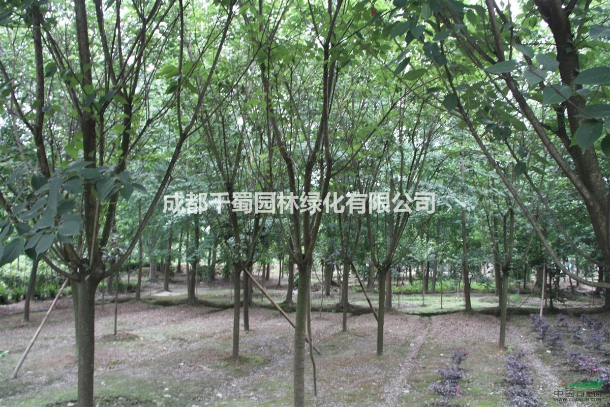 高桿櫻花 重瓣晚櫻 櫻花基地 工程苗批發(fā)