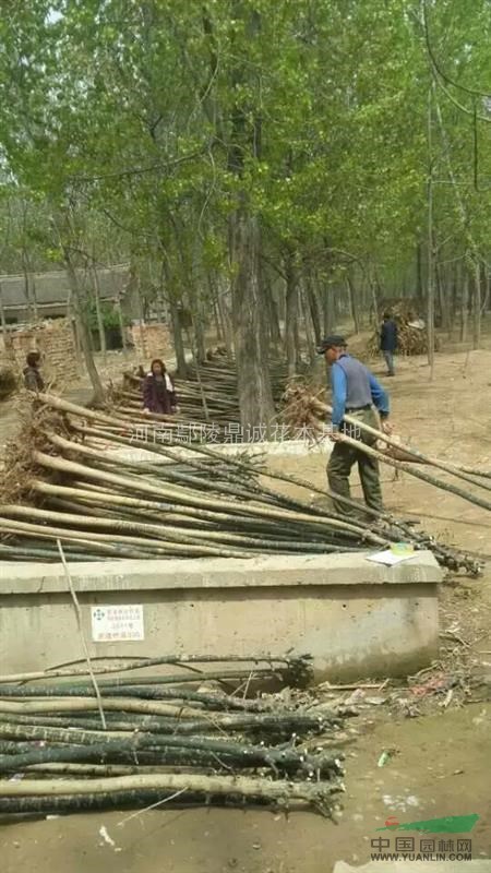 2016国槐大批供应!国槐价格低，价格一降到底