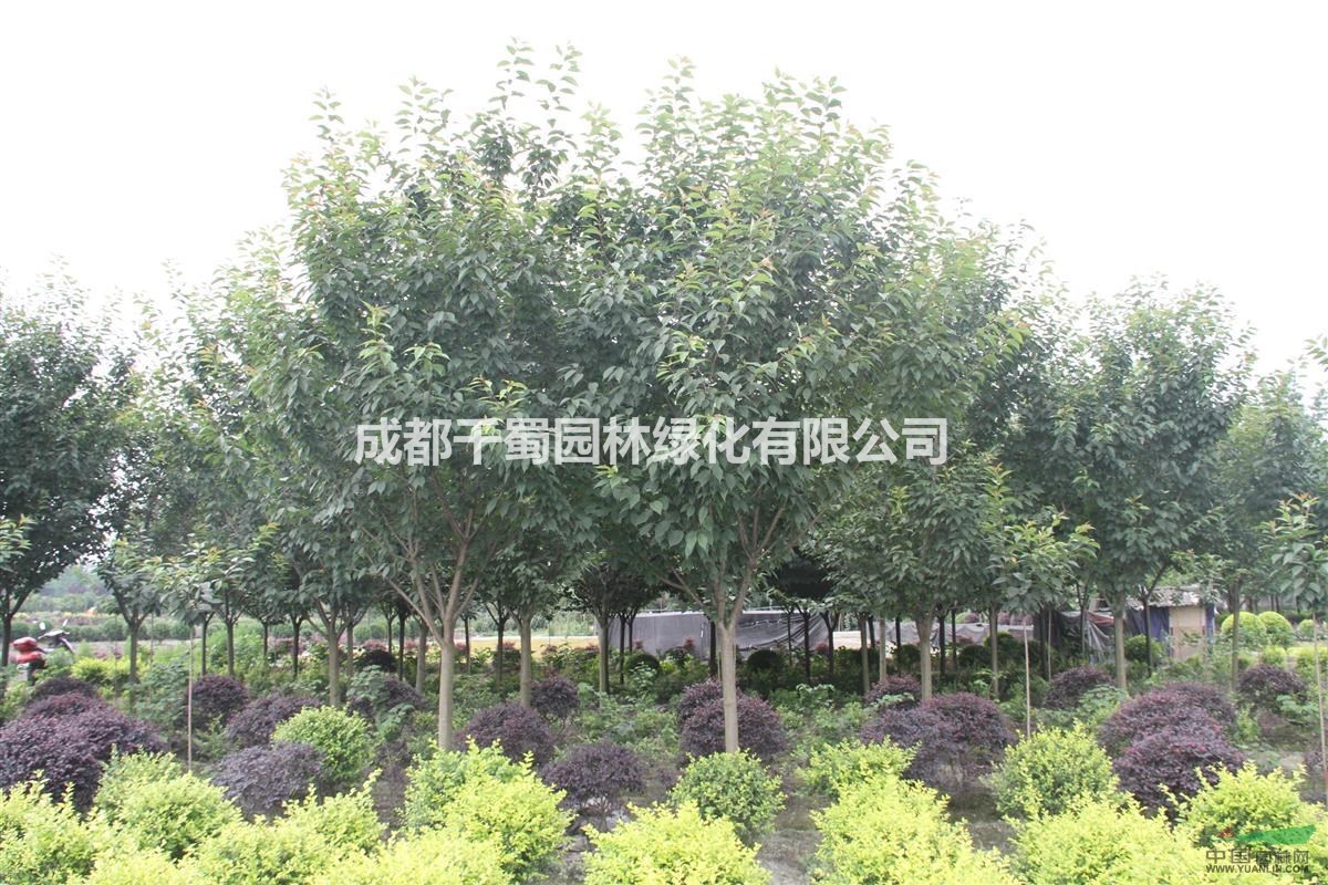 高桿櫻花 重瓣晚櫻 櫻花基地 苗圃工程苗 批發(fā)處理