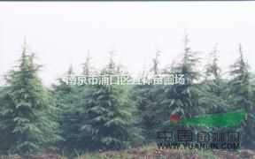 雪松|南京宜林雪松苗圃場(chǎng)