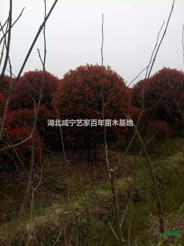 湖北咸宁艺家百年苗木基地供应红叶石楠