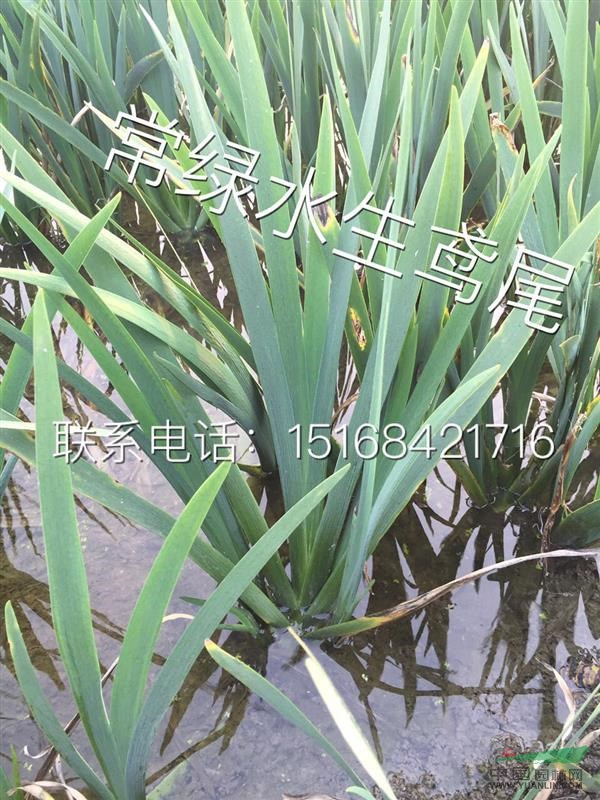 【全國物流配送】【低價供應】西伯利亞鳶尾，水生各色鳶尾