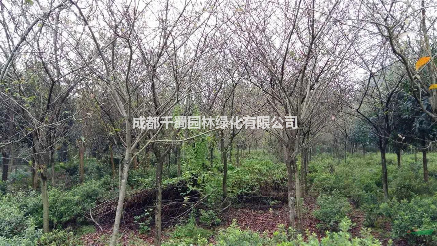 供應垂絲海棠 量大 垂絲海棠基地 批發(fā)