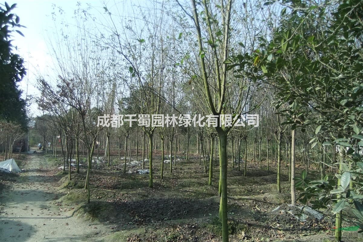 供應垂絲海棠 量大 垂絲海棠基地 批發(fā)