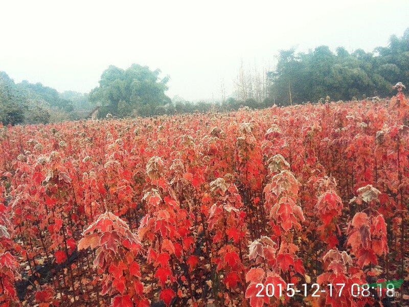 四川成都美国红枫基地长年供应十月光辉小苗