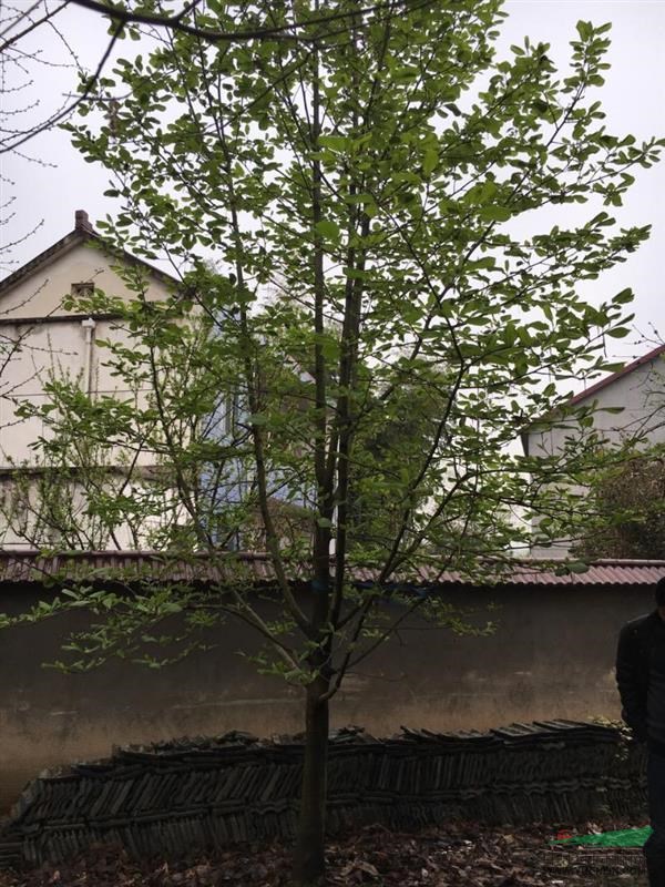 安徽地區(qū)出售各種規(guī)格白玉蘭