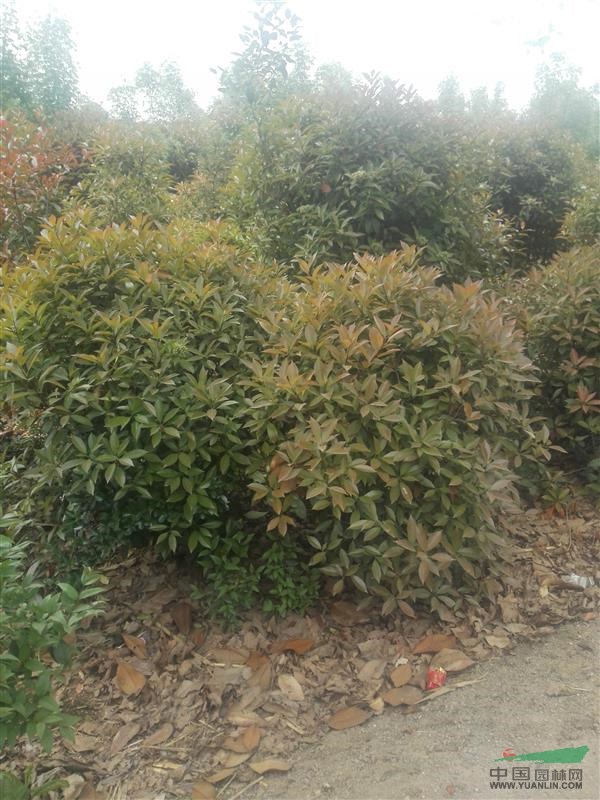 紅葉石楠球