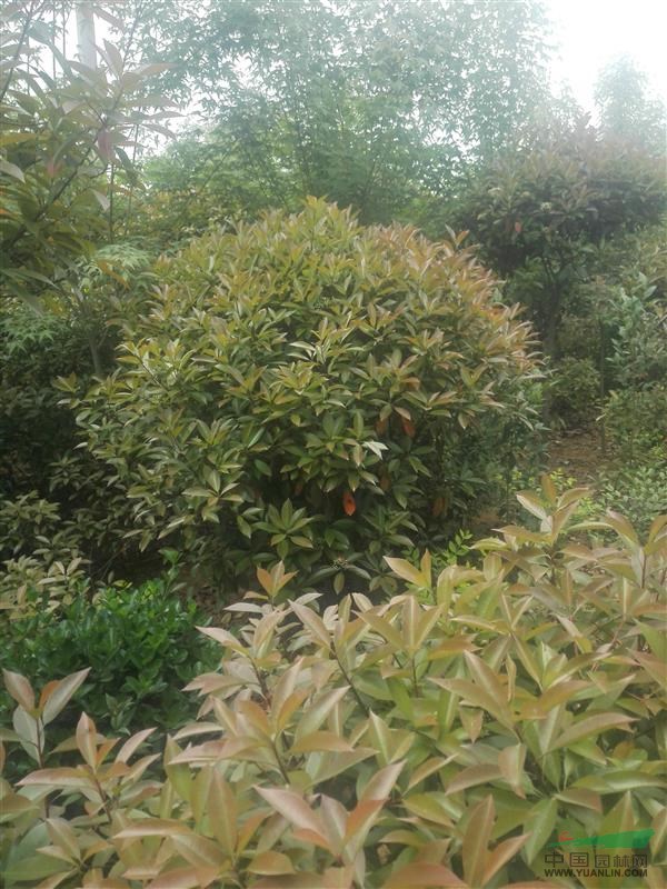 紅葉石楠球