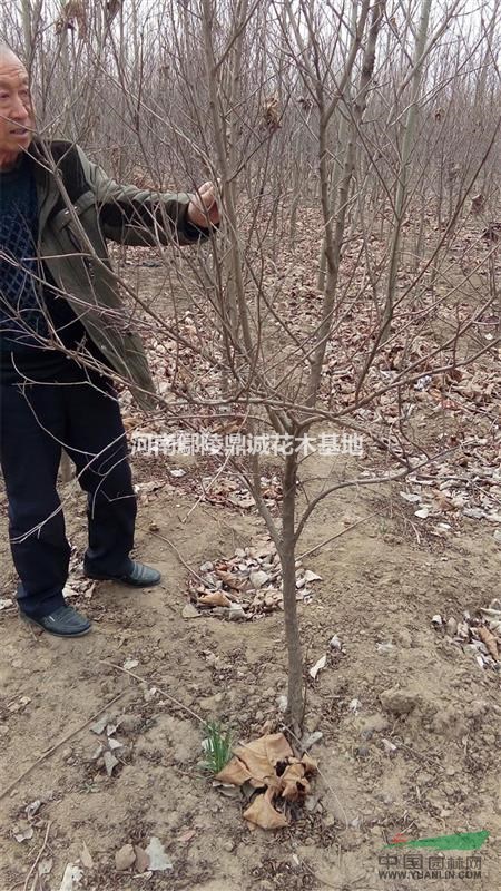 花石榴，花石榴薄利多銷，成活率高，花石榴