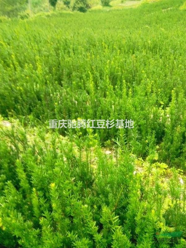 正宗曼地亞紅豆杉高20-40CM300萬(wàn)株直銷