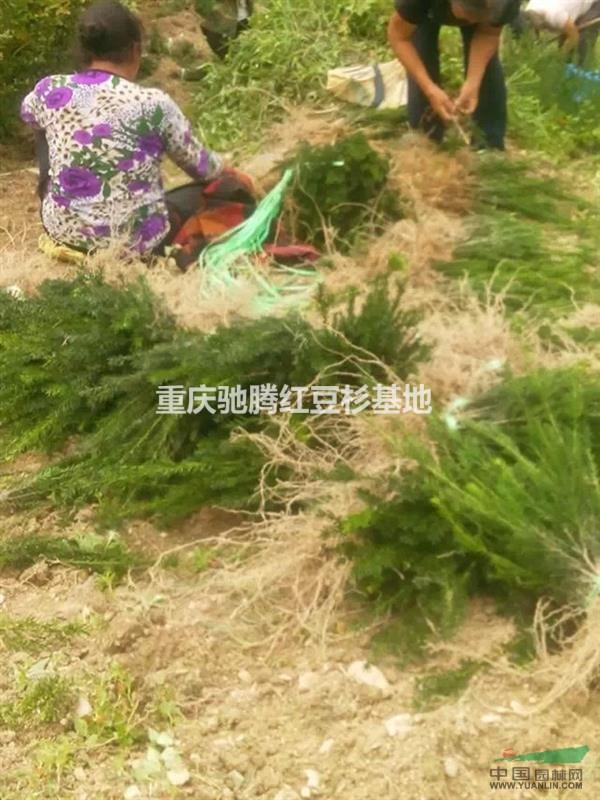 正宗曼地亞紅豆杉高20-40CM300萬(wàn)株直銷