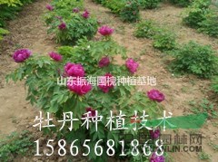 最专业的牡丹种植基地出售3年生牡丹苗