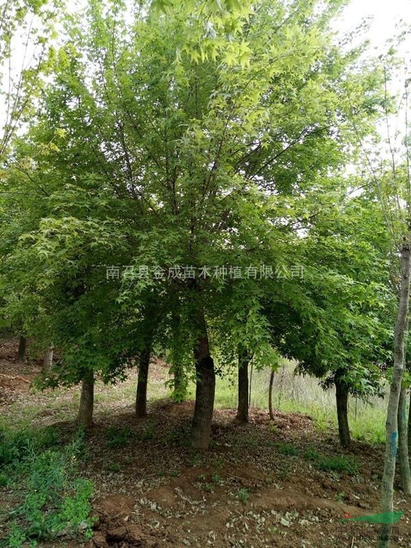河南供應2→30公分五角楓