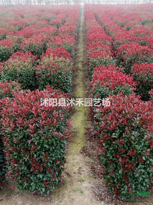 紅葉石楠圓柱型