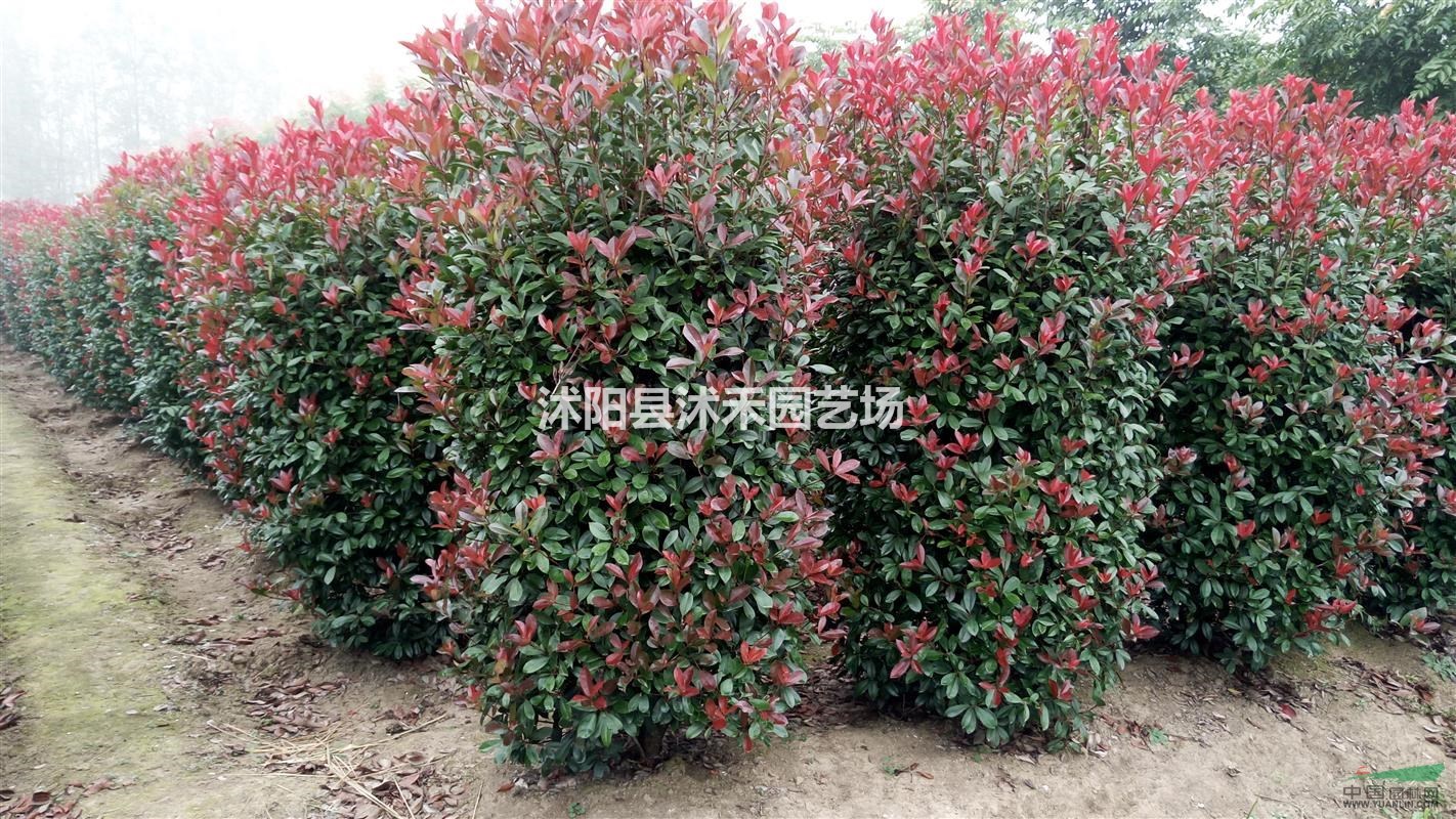 紅葉石楠圓柱型