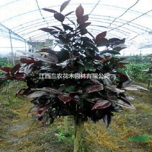 茶花促開花方法 紅葉茶花200萬現(xiàn)苗供應(yīng) 正宗紅葉貝拉茶花