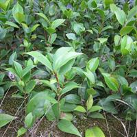 茶花促開花方法 紅山茶品種 貝拉大玫瑰茶花苗 經(jīng)典茶花