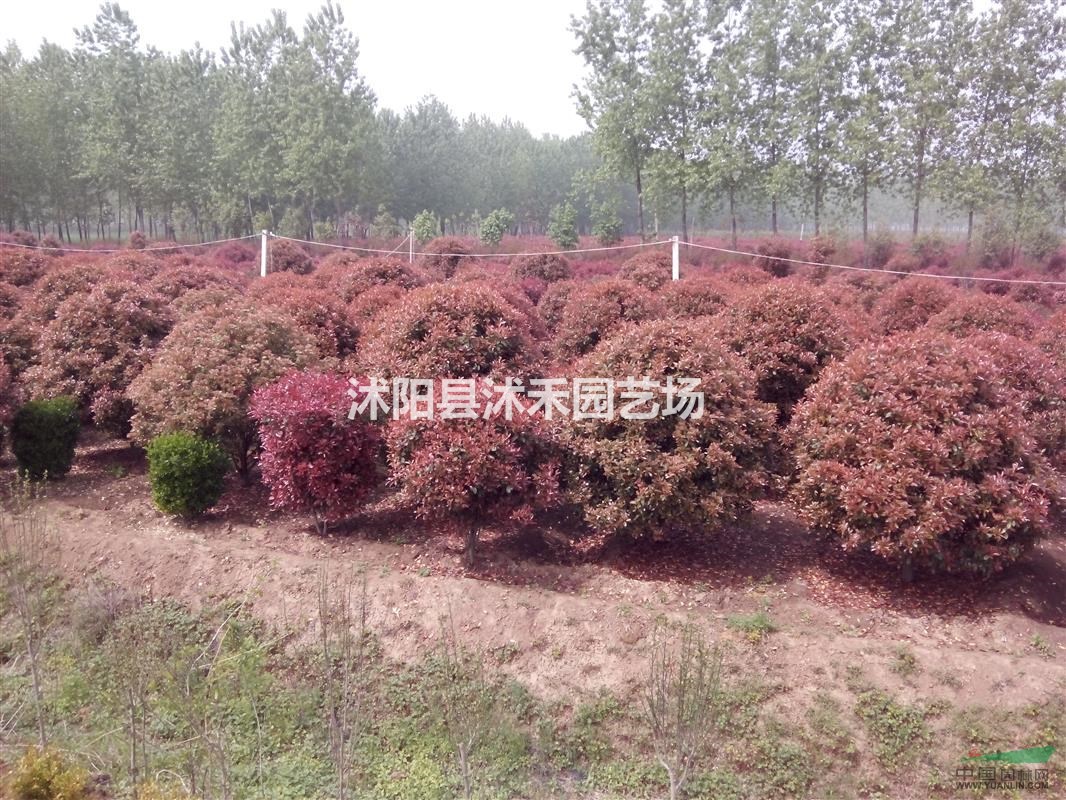 紅葉石楠精品大球（單桿球）
