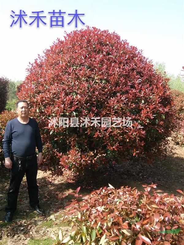 紅葉石楠精品大球（單桿球）