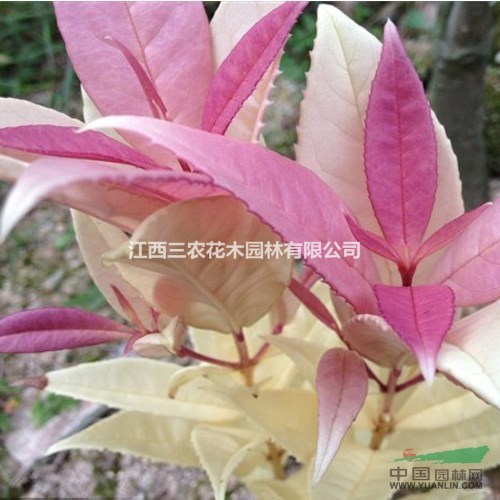 桂花扦插技術(shù) 丹桂 金桂 日香桂 彩葉桂 江西三農(nóng)花木供應(yīng)