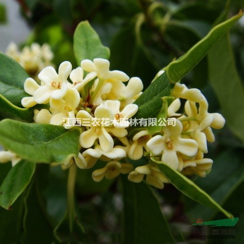 桂花扦插技術(shù) 日香桂  國寶奇花 日香桂小苗哪里純?