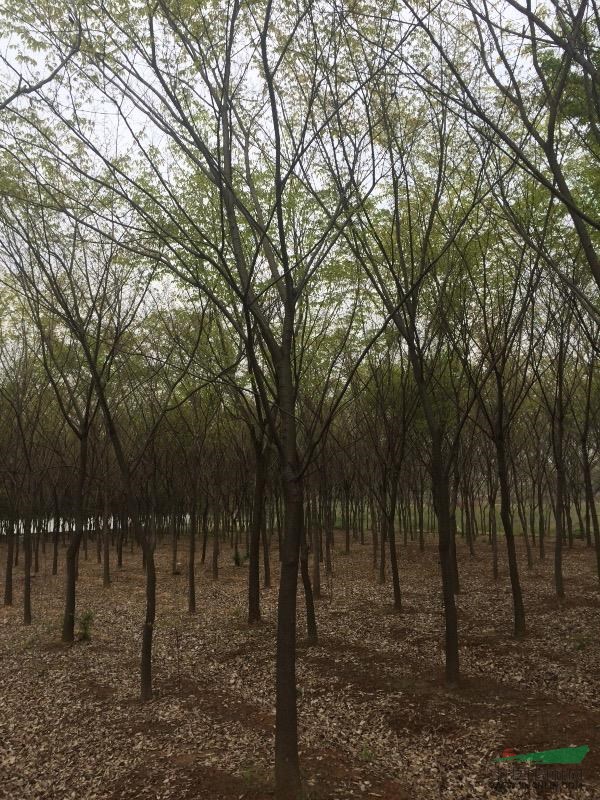 江蘇地區(qū)長(zhǎng)年供應(yīng)雪松，廣玉蘭，樸樹，櫸樹，紅葉石楠，石楠等。