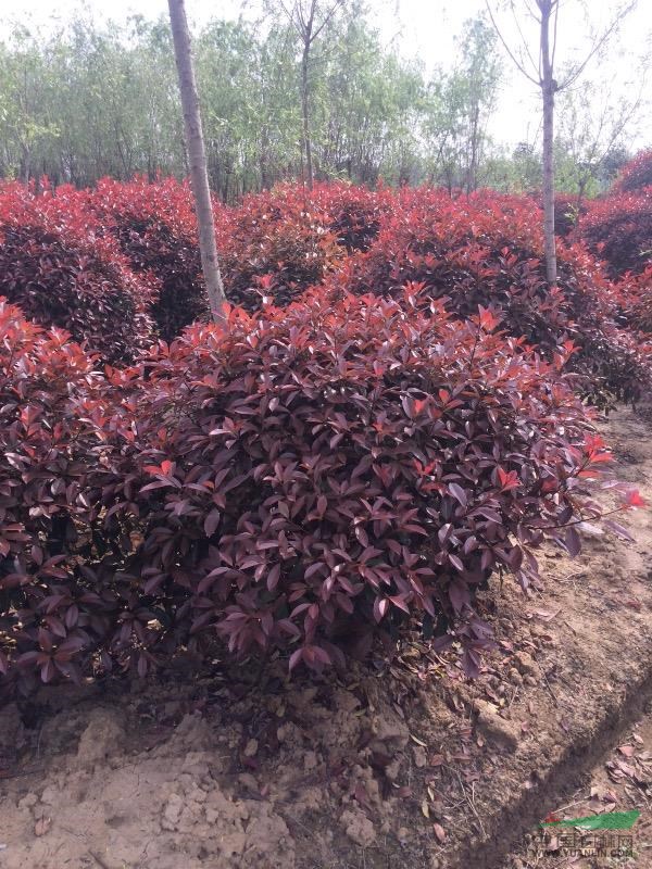 江蘇地區(qū)長(zhǎng)年供應(yīng)雪松，廣玉蘭，樸樹，櫸樹，紅葉石楠，石楠等。