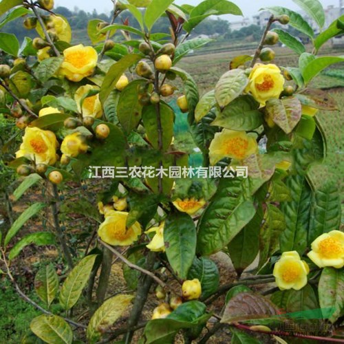 茶花的養(yǎng)殖方法 防普金花茶品種 凹脈金花茶小苗供應(yīng)