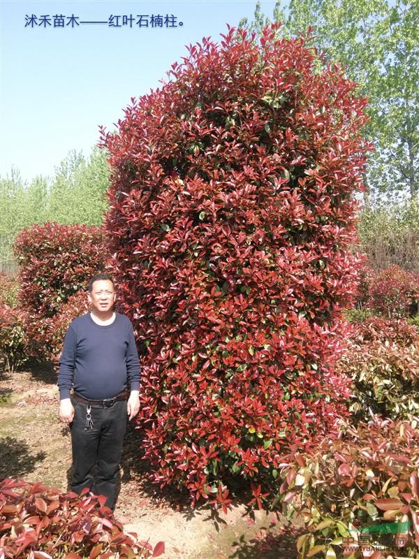 供紅葉石楠柱形苗