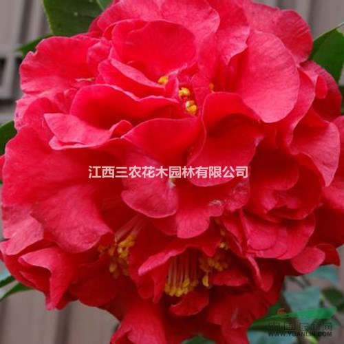 茶花的養(yǎng)殖技術(shù) 進(jìn)口茶花供應(yīng) 正宗帕克斯先生茶花 花露珍茶花