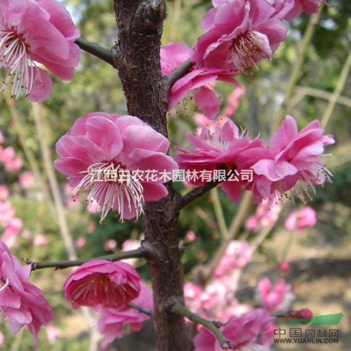 梅花的養(yǎng)殖方法和注意事項 白須朱砂梅小苗批發(fā) 100%純正