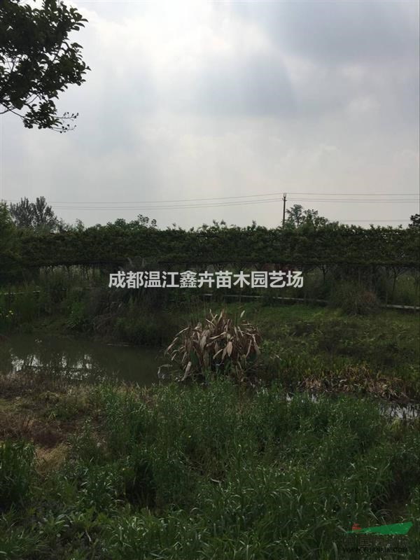 造型紫薇  紫薇亭子 